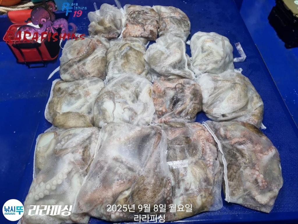 낚시뚜,돌문어,속천항(진해),라라피싱,낚시뚜6