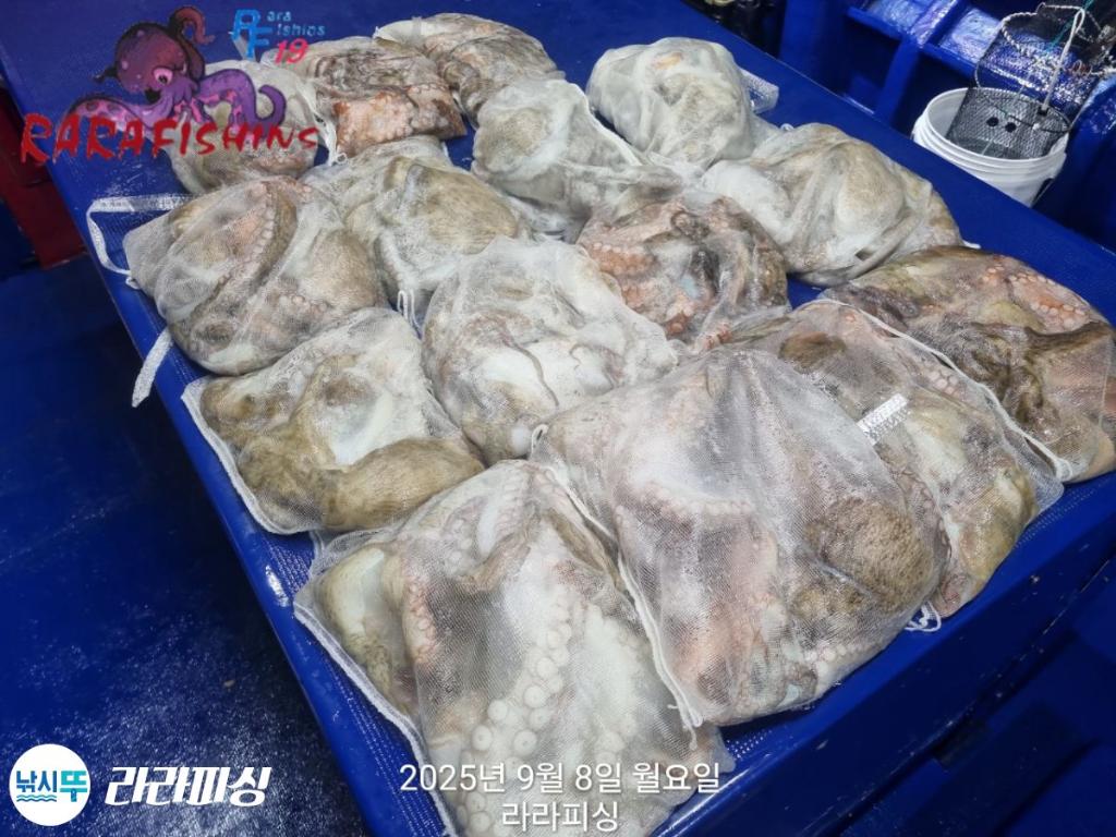 낚시뚜,돌문어,속천항(진해),라라피싱,낚시뚜5
