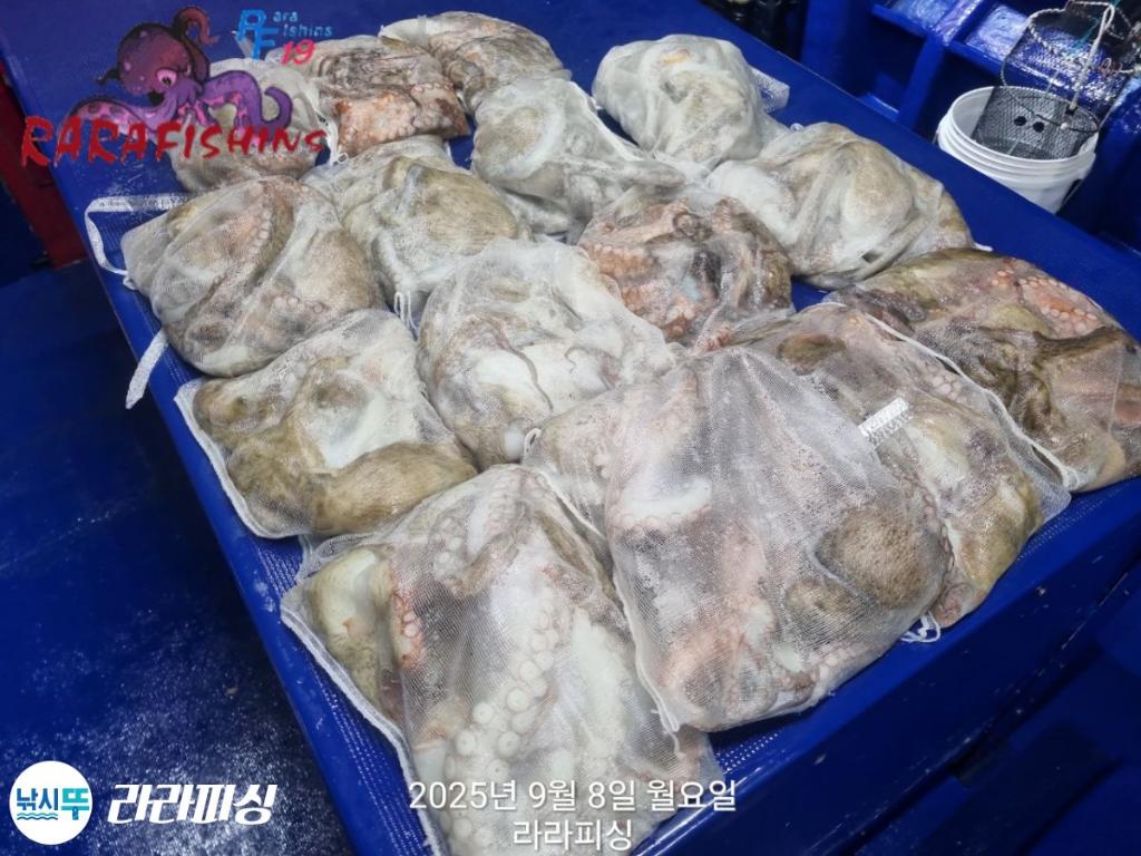 낚시뚜,돌문어,속천항(진해),라라피싱,낚시뚜4