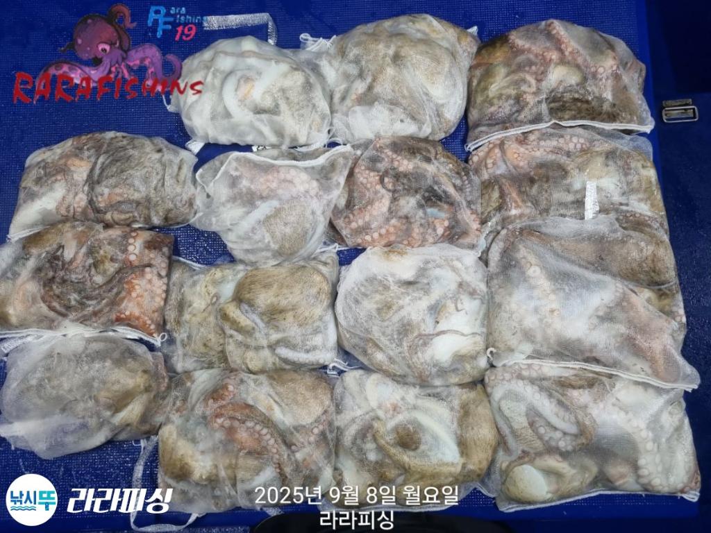 낚시뚜,돌문어,속천항(진해),라라피싱,낚시뚜2