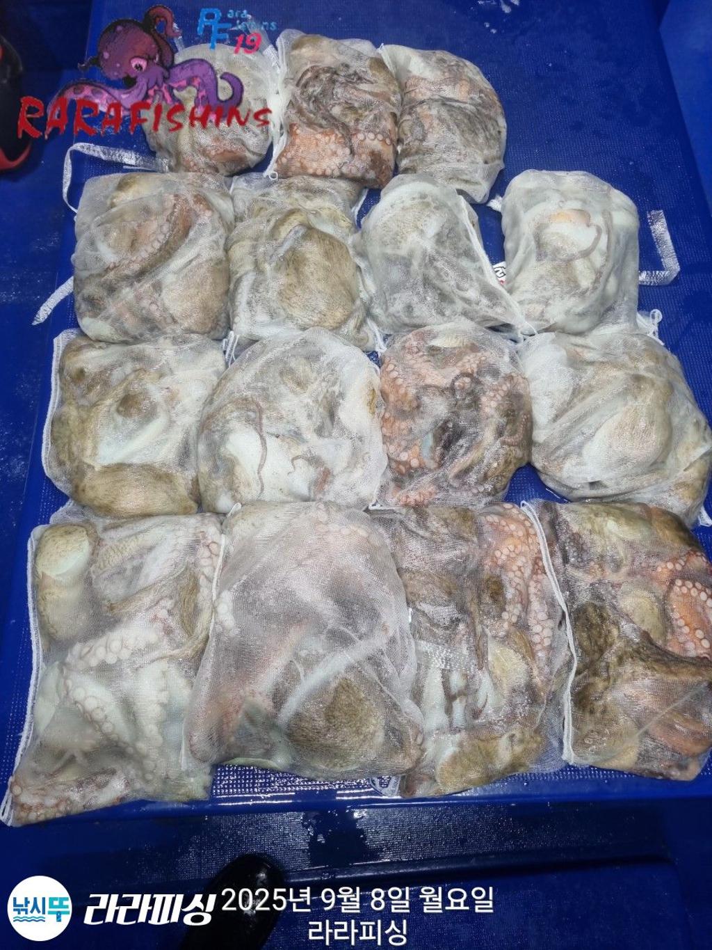 낚시뚜,돌문어,속천항(진해),라라피싱,낚시뚜1