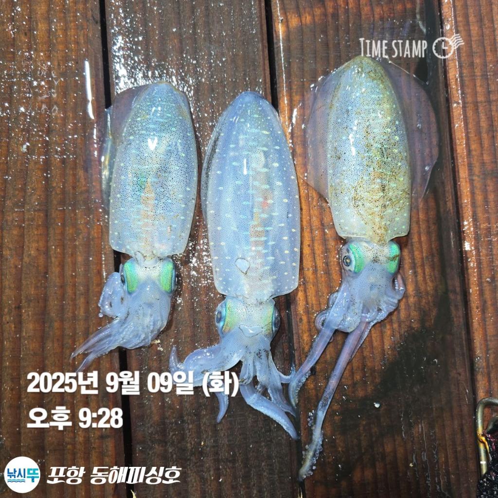 낚시뚜,돌문어,포항(운하관),포항 동해피싱호,낚시뚜11