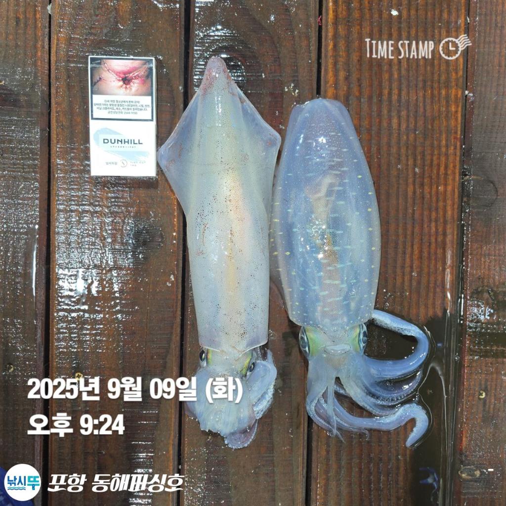 낚시뚜,돌문어,포항(운하관),포항 동해피싱호,낚시뚜10