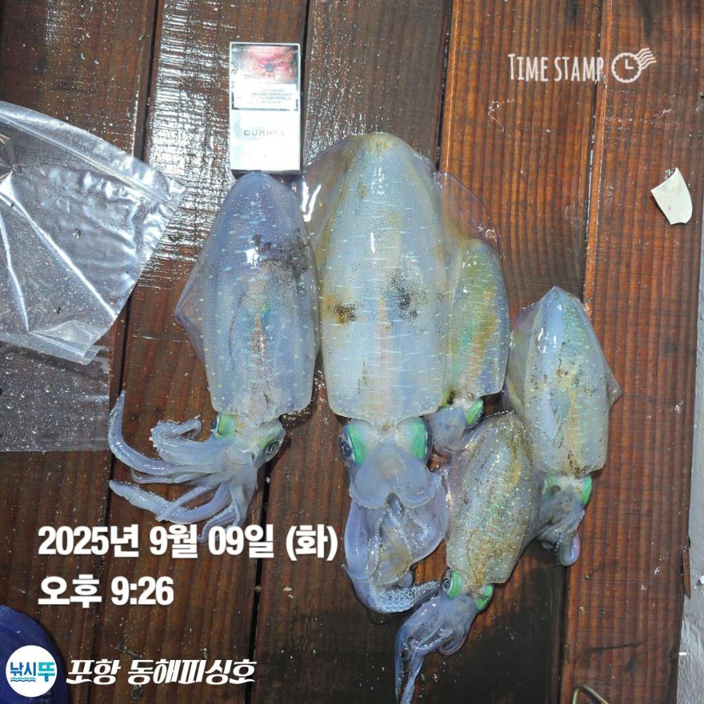 낚시뚜,돌문어,포항(운하관),포항 동해피싱호,낚시뚜9