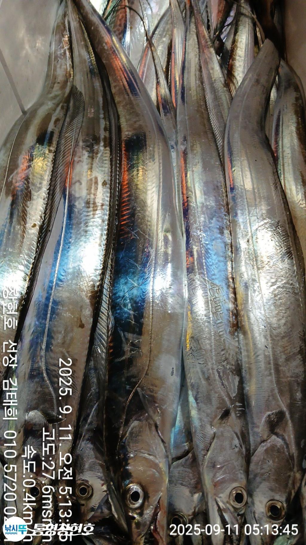 낚시뚜,갈치,통영연명항,통영창현호,낚시뚜0