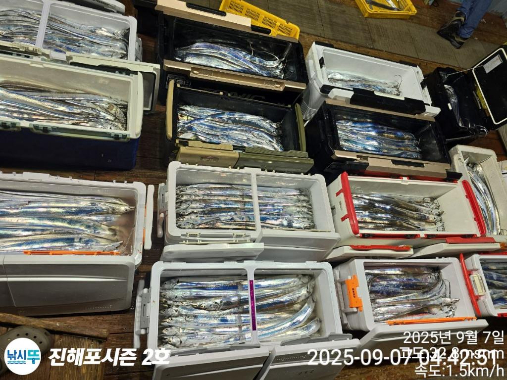 낚시뚜,갈치,진해행암항,진해포시즌 2호,낚시뚜13
