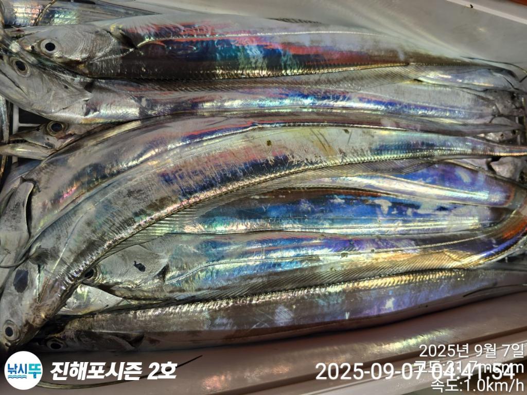 낚시뚜,갈치,진해행암항,진해포시즌 2호,낚시뚜12