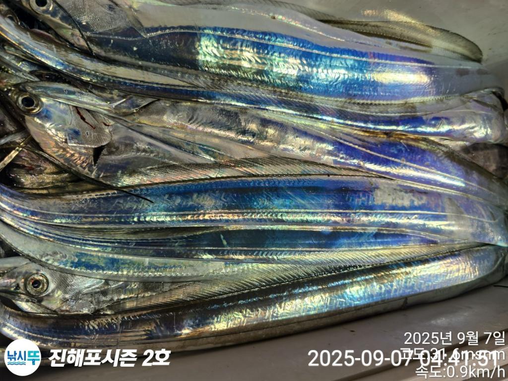 낚시뚜,갈치,진해행암항,진해포시즌 2호,낚시뚜11