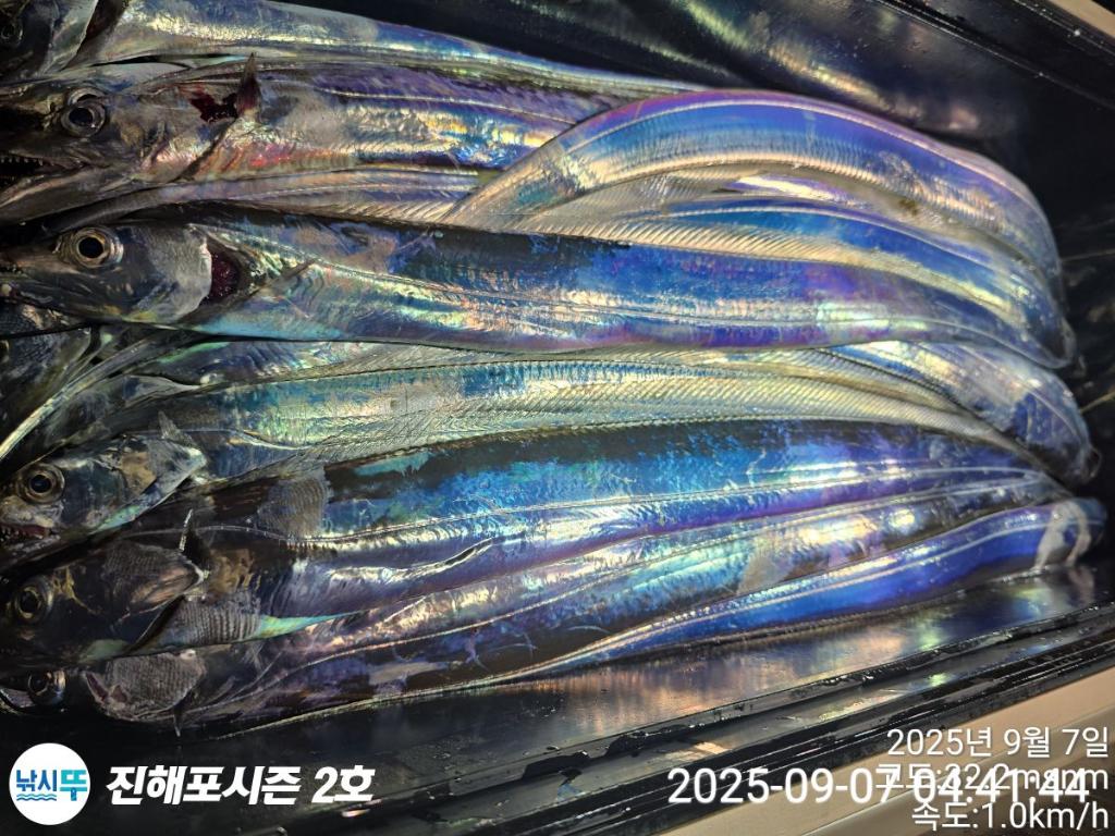 낚시뚜,갈치,진해행암항,진해포시즌 2호,낚시뚜9