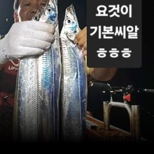 조황, 준내만갈치(텐빈)~기본씨알3지4지!~(일.월.화~쭉~예약가능)