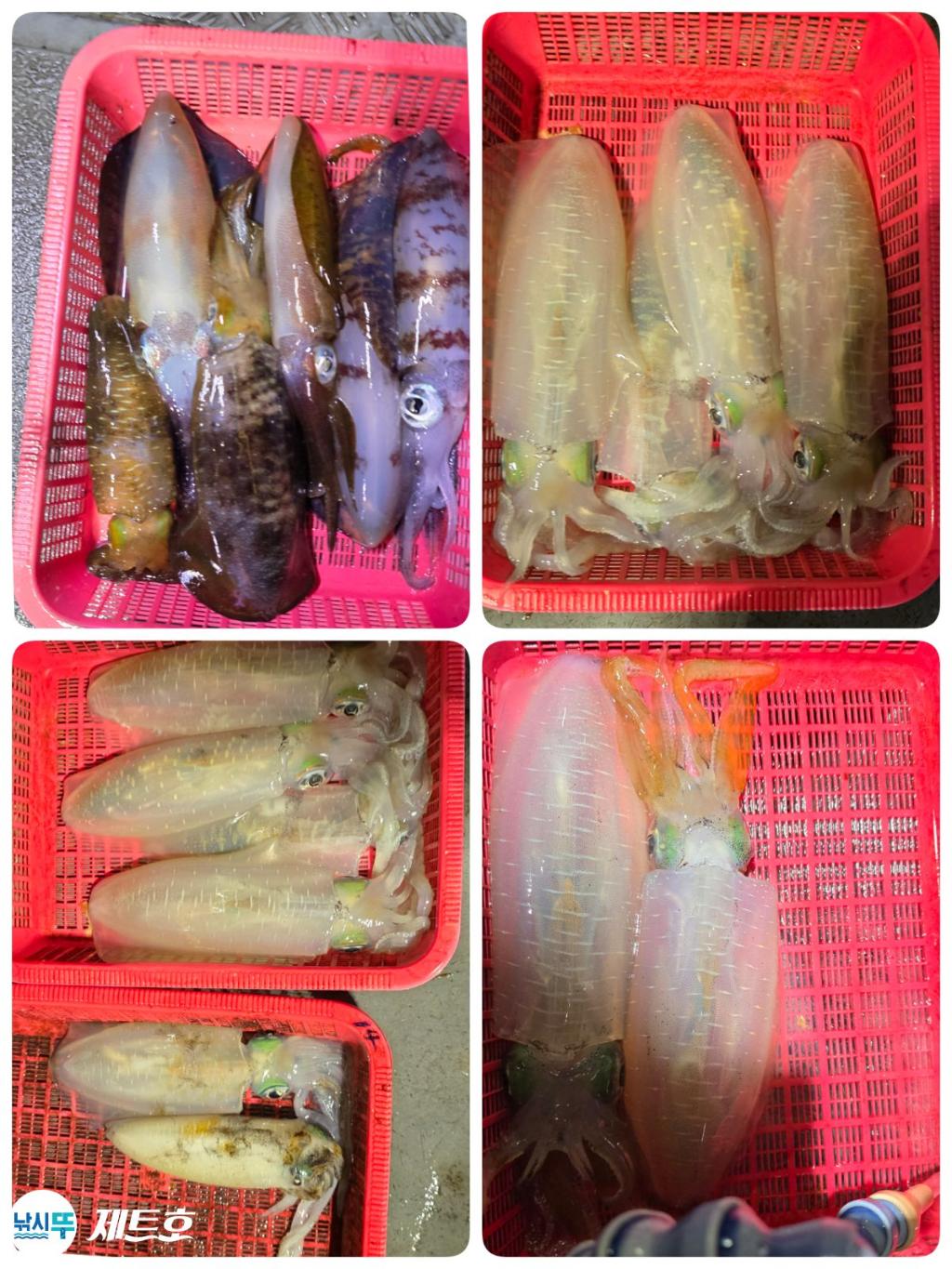 낚시뚜,무늬오징어,영일만항,포항 제트호,낚시뚜23