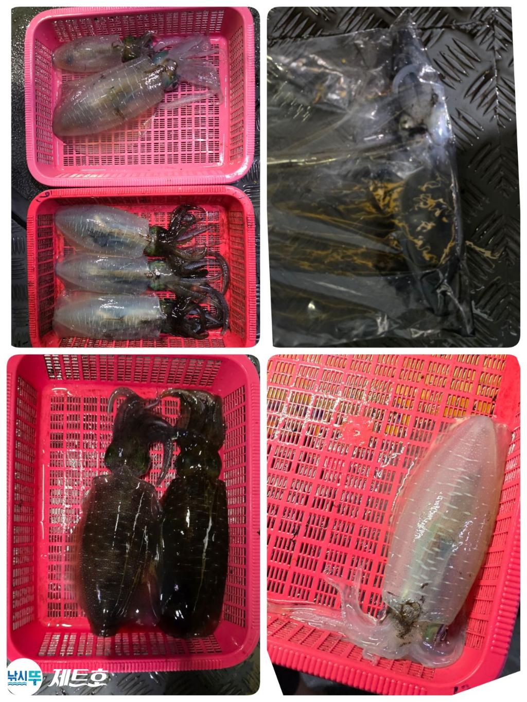 낚시뚜,무늬오징어,영일만항,포항 제트호,낚시뚜22