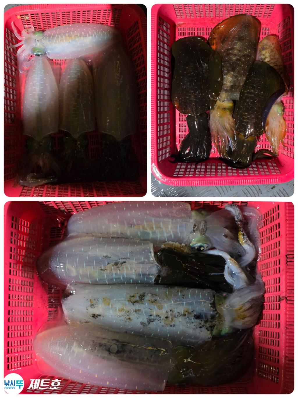 낚시뚜,무늬오징어,영일만항,포항 제트호,낚시뚜21