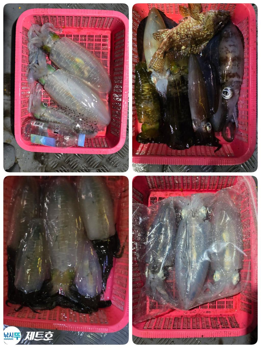 낚시뚜,무늬오징어,영일만항,포항 제트호,낚시뚜19