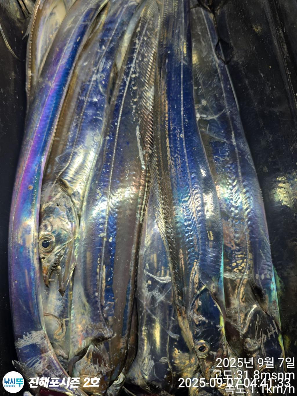 낚시뚜,갈치,진해행암항,진해포시즌 2호,낚시뚜7