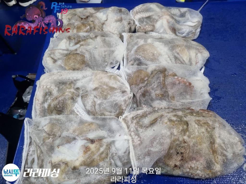 낚시뚜,돌문어,속천항(진해),라라피싱,낚시뚜21