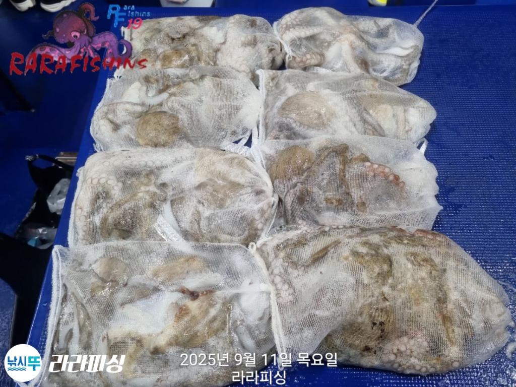 낚시뚜,돌문어,속천항(진해),라라피싱,낚시뚜20