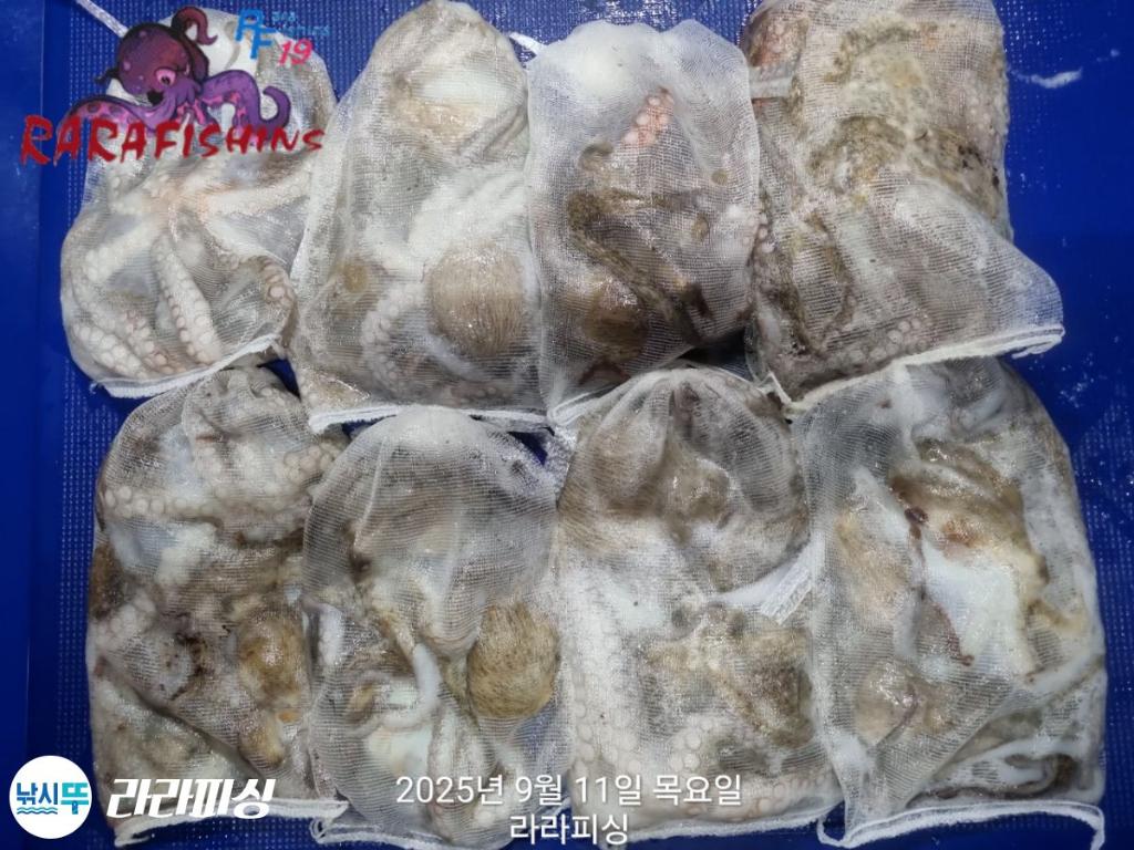 낚시뚜,돌문어,속천항(진해),라라피싱,낚시뚜19