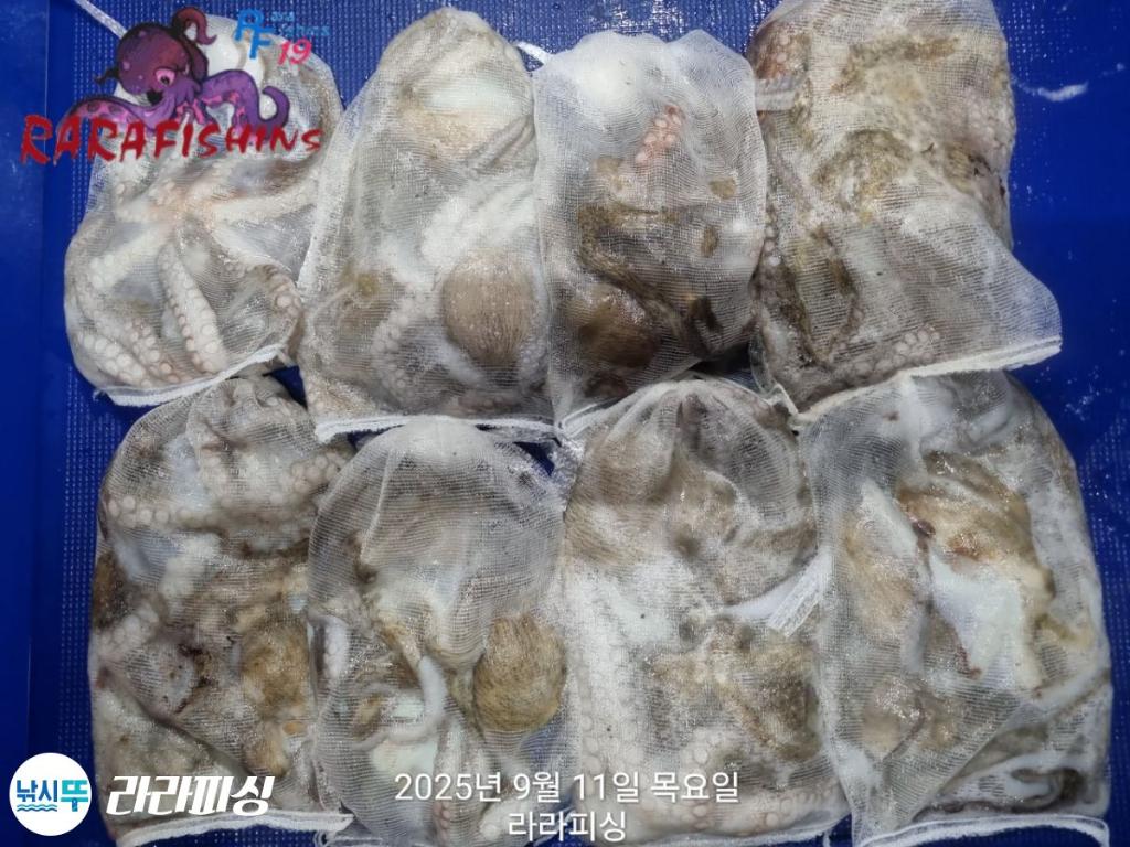낚시뚜,돌문어,속천항(진해),라라피싱,낚시뚜18
