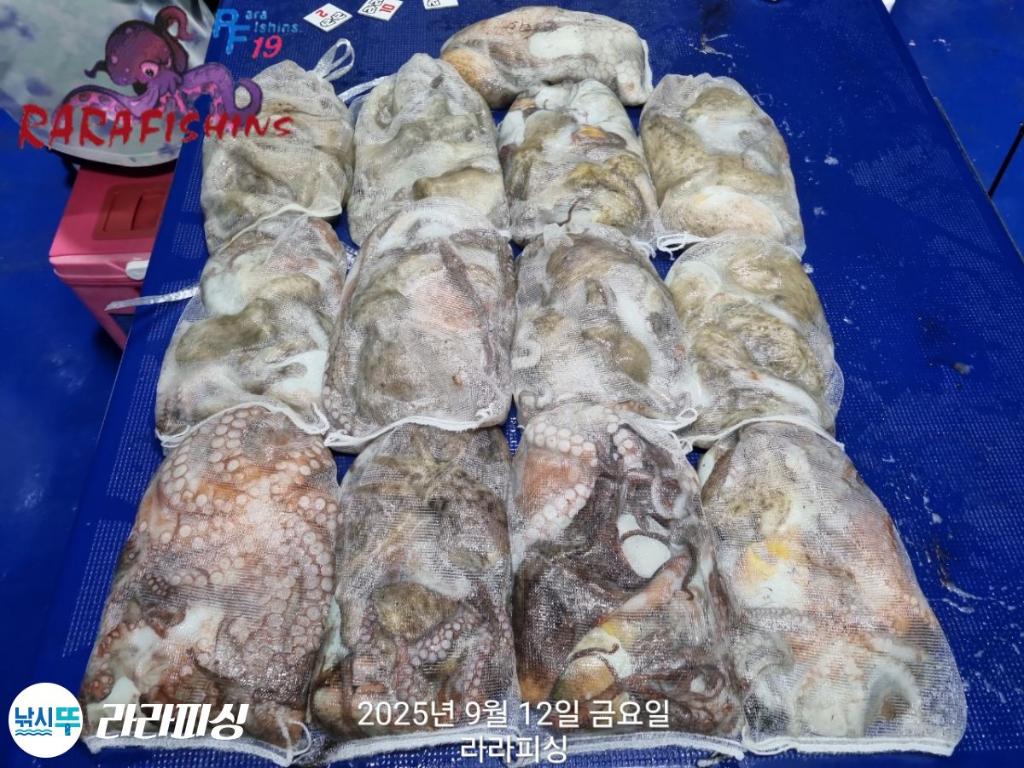 낚시뚜,돌문어,속천항(진해),라라피싱,낚시뚜17