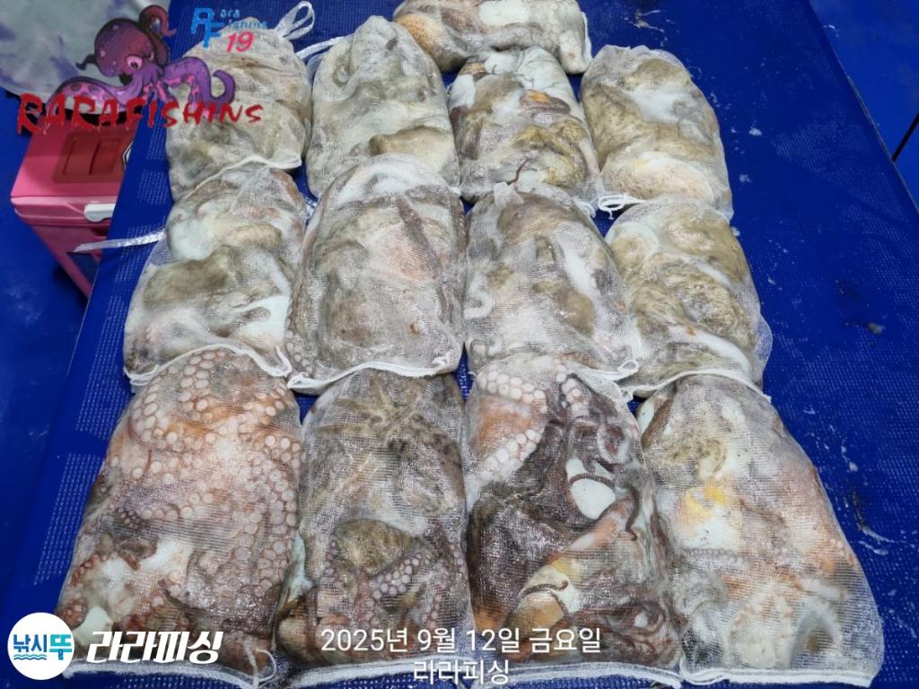 낚시뚜,돌문어,속천항(진해),라라피싱,낚시뚜16