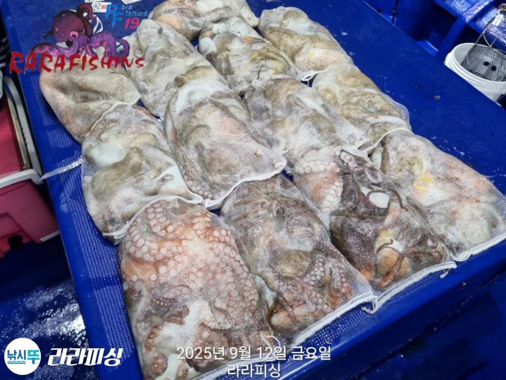 낚시뚜,돌문어,속천항(진해),라라피싱,낚시뚜14