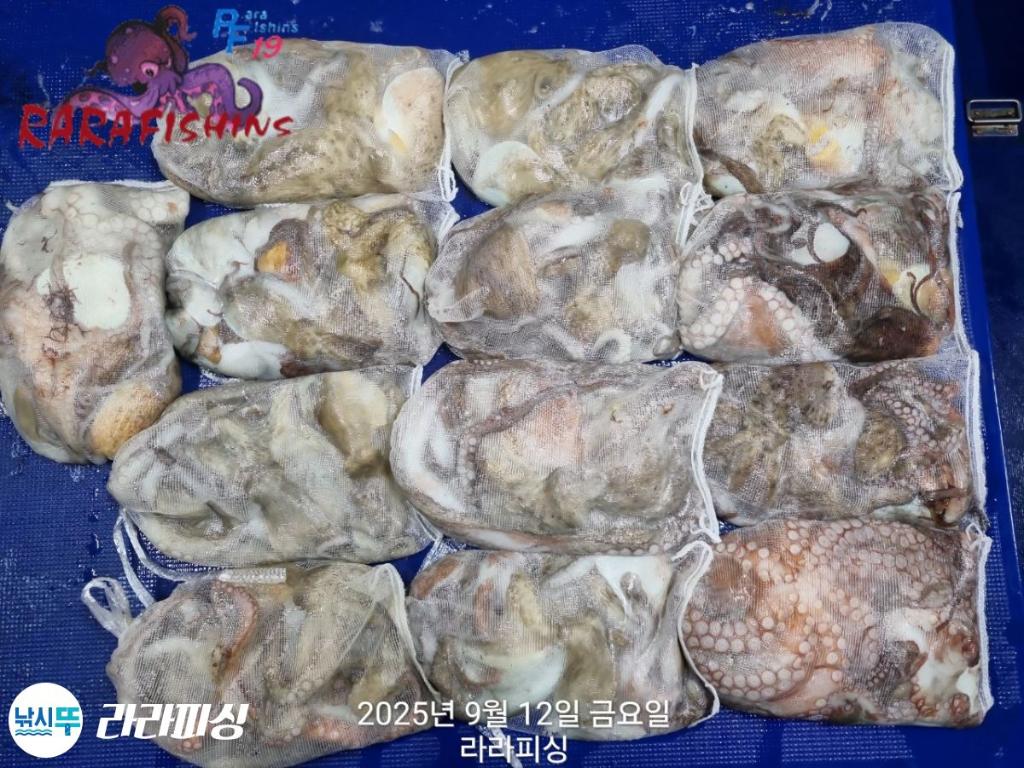 낚시뚜,돌문어,속천항(진해),라라피싱,낚시뚜13