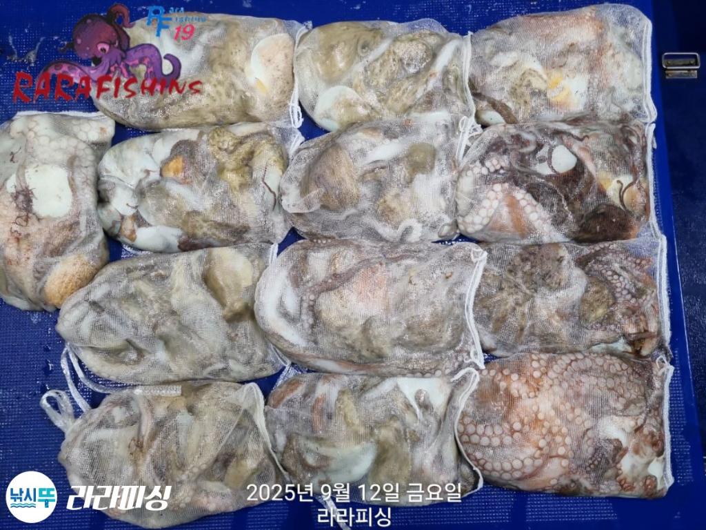 낚시뚜,돌문어,속천항(진해),라라피싱,낚시뚜12
