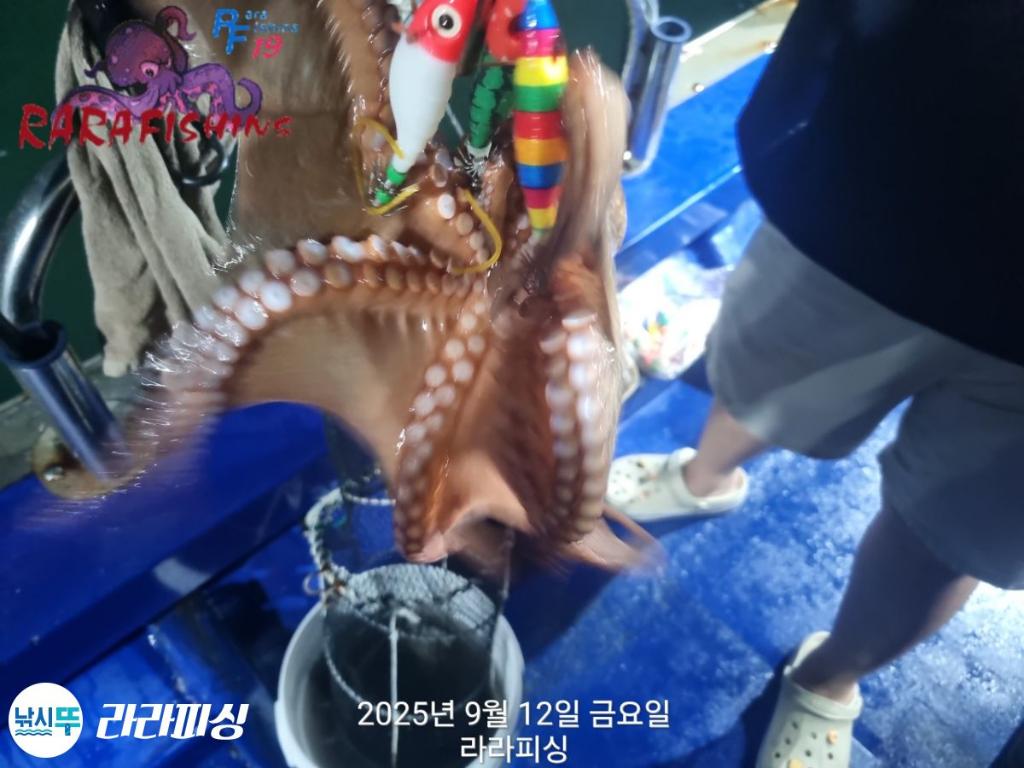 낚시뚜,돌문어,속천항(진해),라라피싱,낚시뚜11