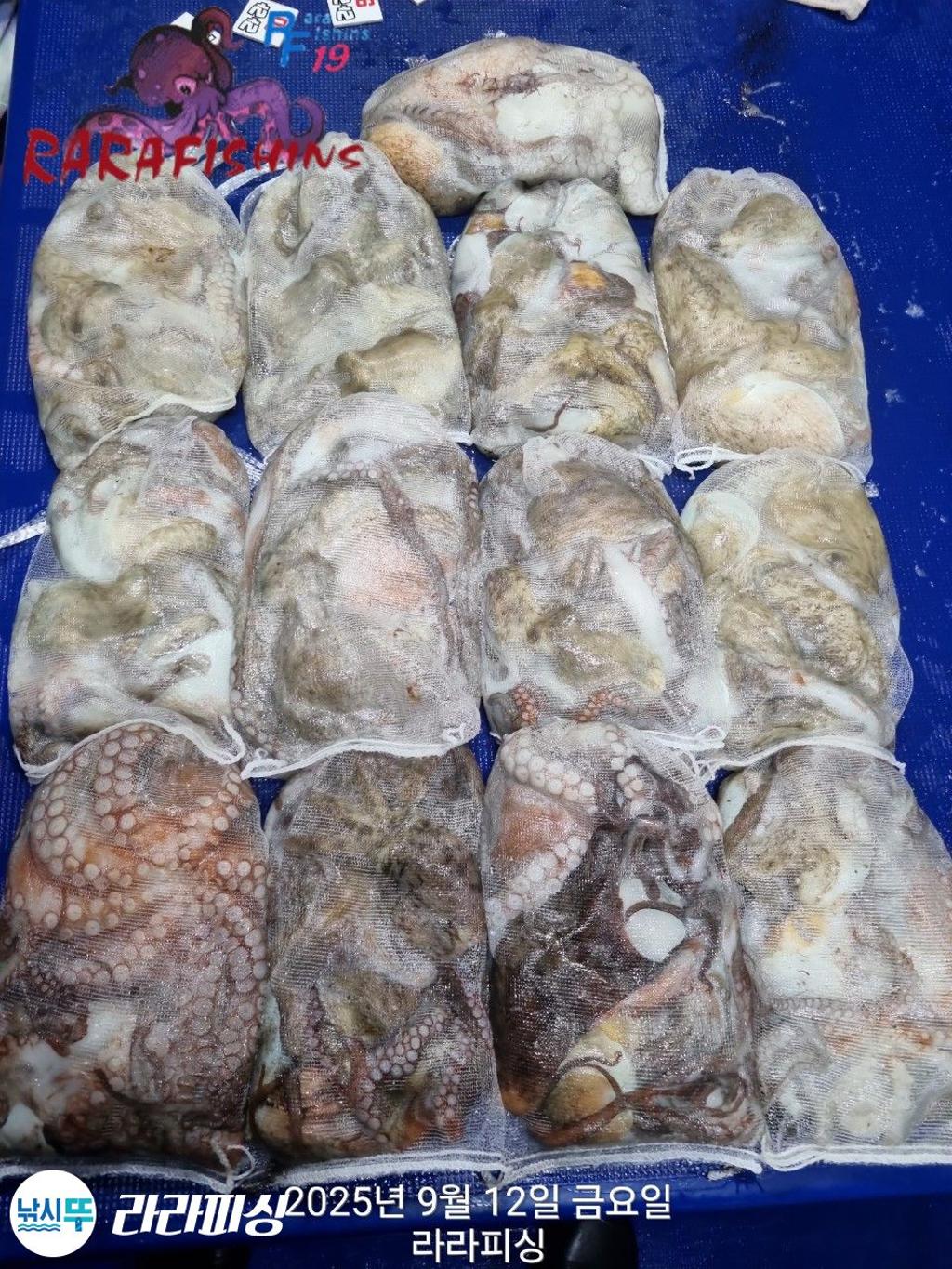 낚시뚜,돌문어,속천항(진해),라라피싱,낚시뚜0