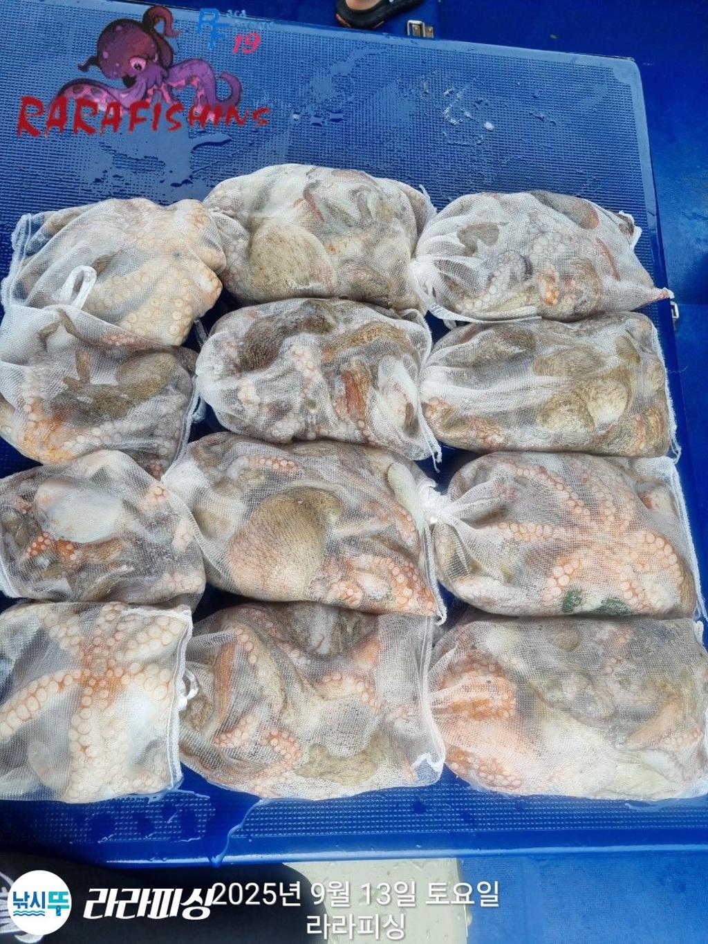 낚시뚜,돌문어,속천항(진해),라라피싱,낚시뚜23