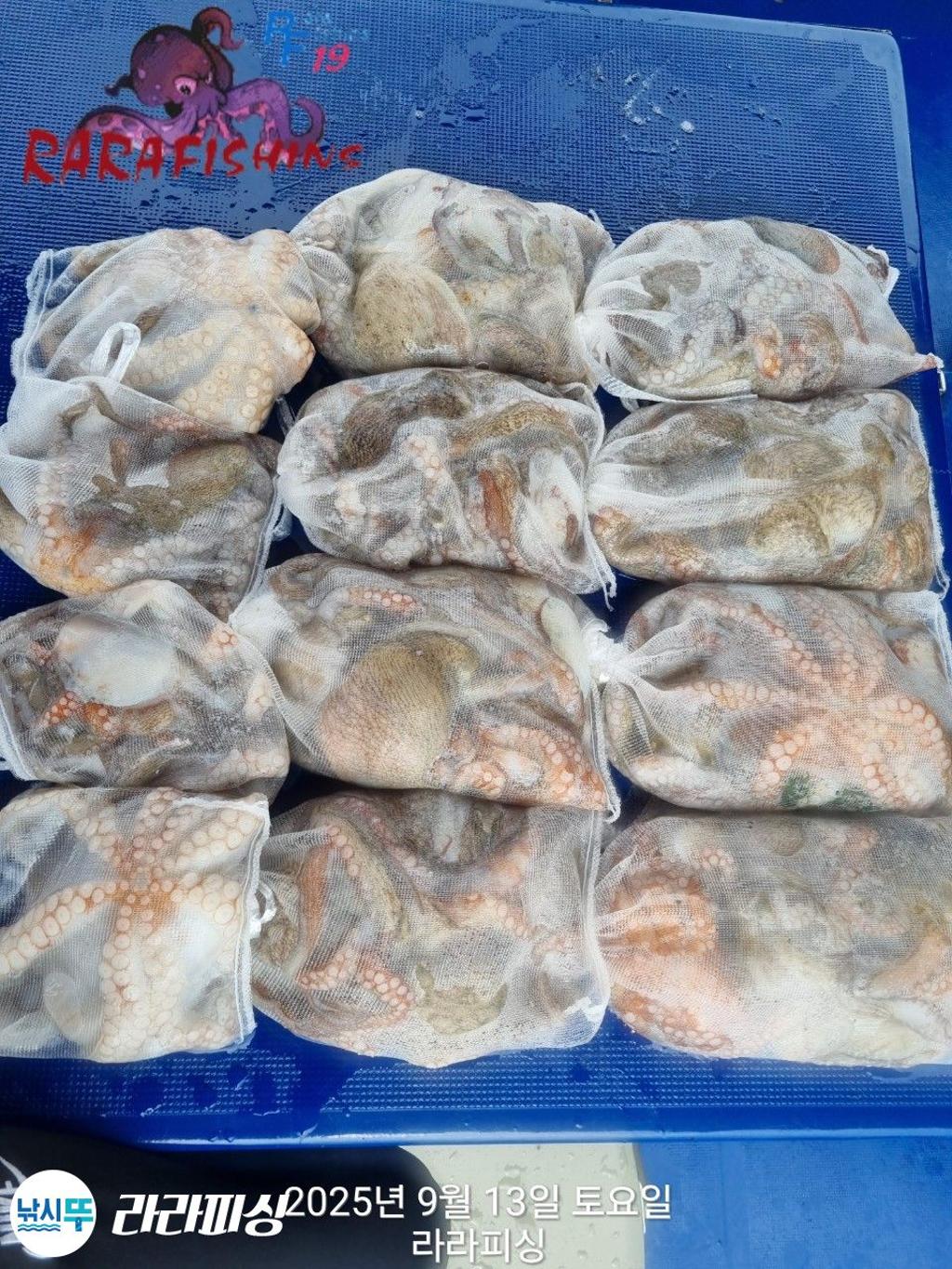 낚시뚜,돌문어,속천항(진해),라라피싱,낚시뚜22