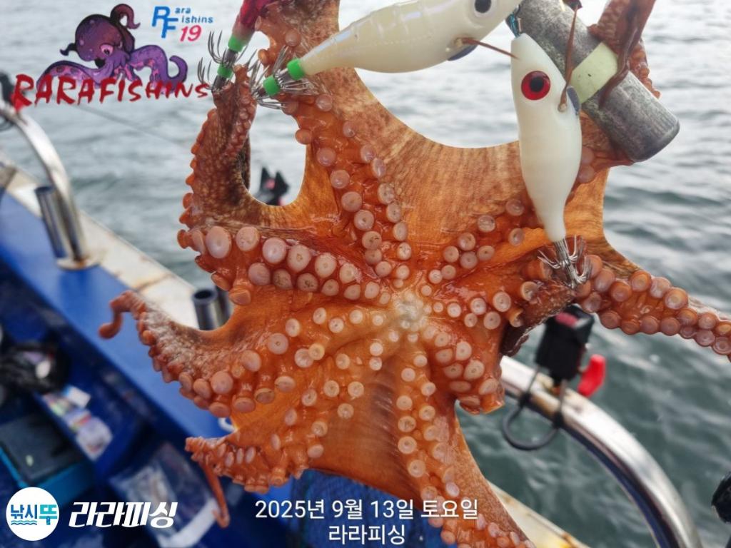 낚시뚜,돌문어,속천항(진해),라라피싱,낚시뚜10