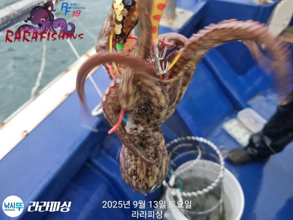 낚시뚜,돌문어,속천항(진해),라라피싱,낚시뚜6