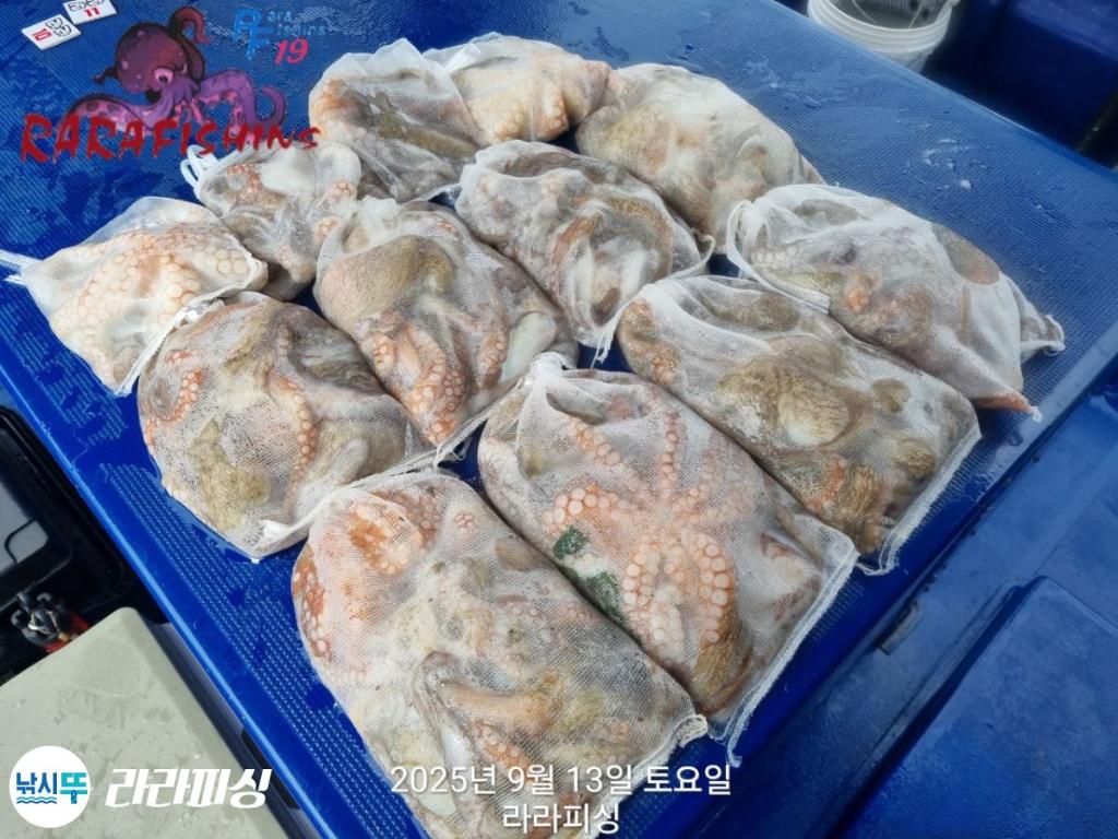 낚시뚜,돌문어,속천항(진해),라라피싱,낚시뚜2