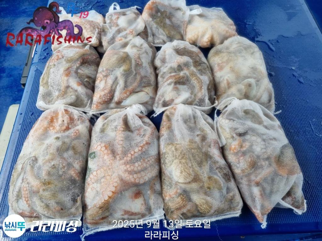 낚시뚜,돌문어,속천항(진해),라라피싱,낚시뚜1