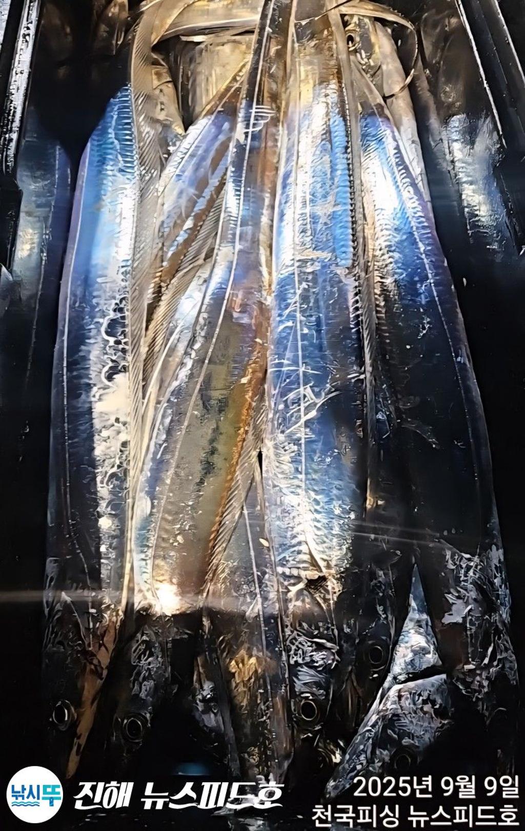 낚시뚜,갈치,진해행암항,진해 뉴스피드호,낚시뚜10