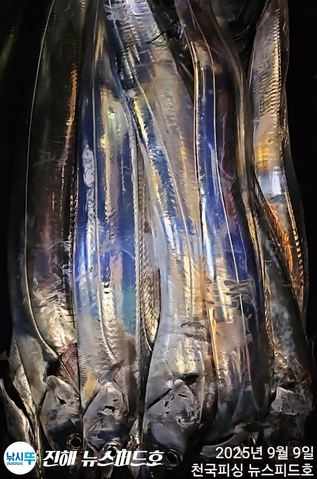 낚시뚜,갈치,진해행암항,진해 뉴스피드호,낚시뚜8