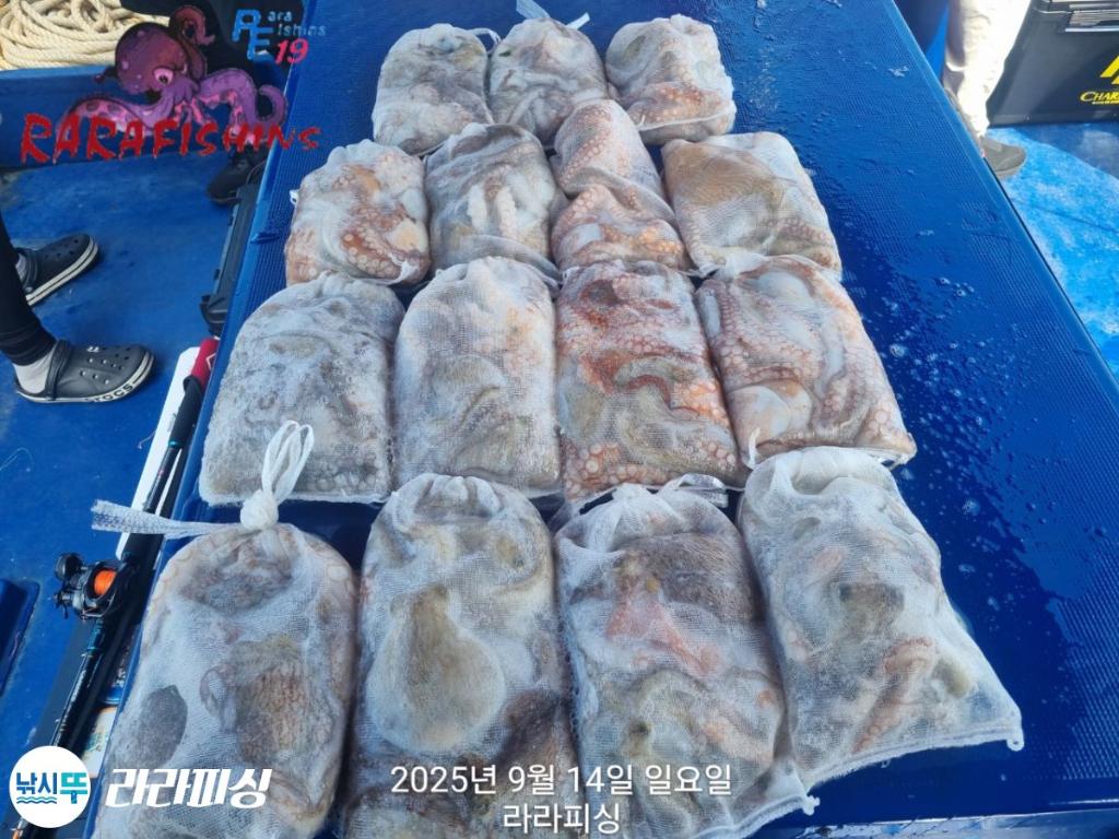 낚시뚜,돌문어,속천항(진해),라라피싱,낚시뚜24