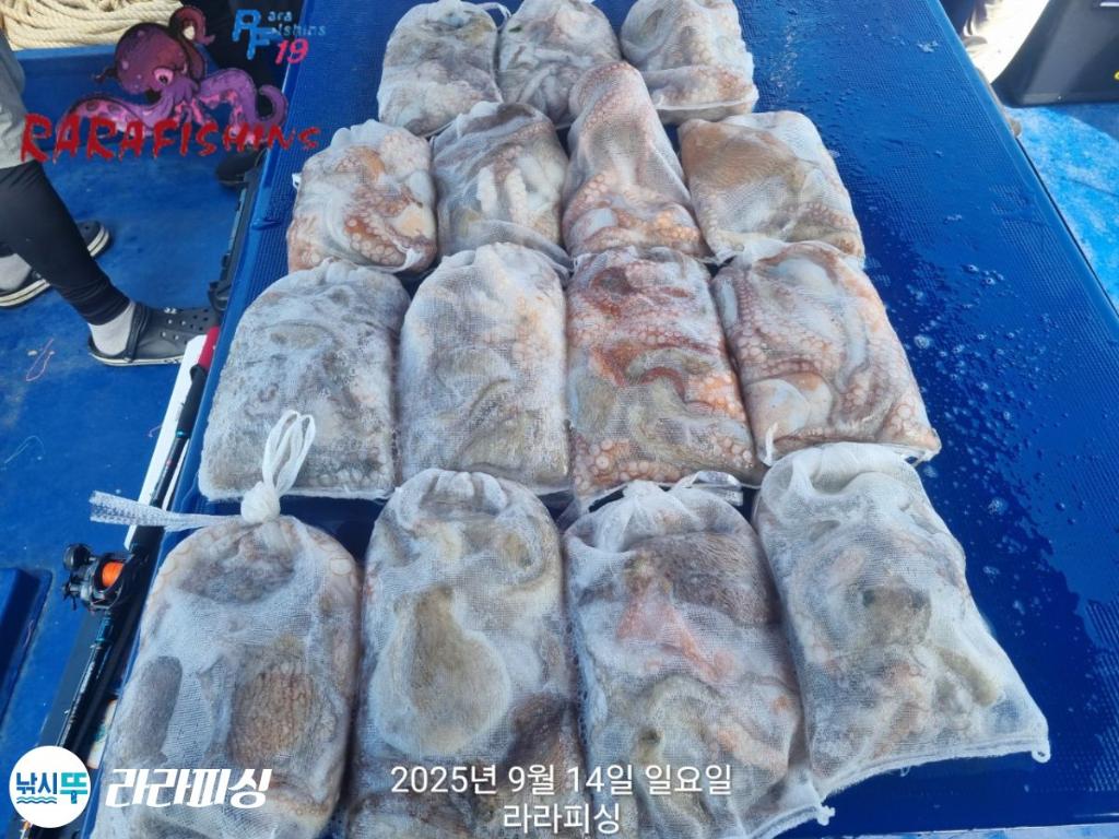 낚시뚜,돌문어,속천항(진해),라라피싱,낚시뚜23