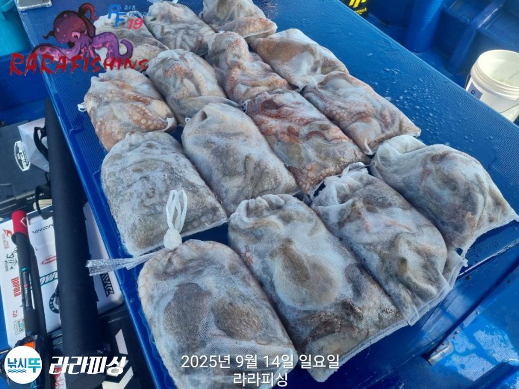 낚시뚜,돌문어,속천항(진해),라라피싱,낚시뚜22