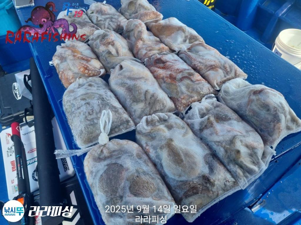 낚시뚜,돌문어,속천항(진해),라라피싱,낚시뚜21