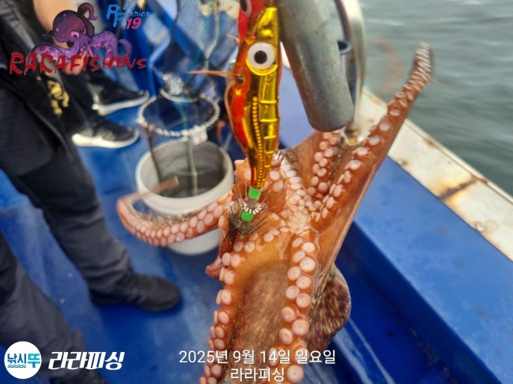 낚시뚜,돌문어,속천항(진해),라라피싱,낚시뚜18