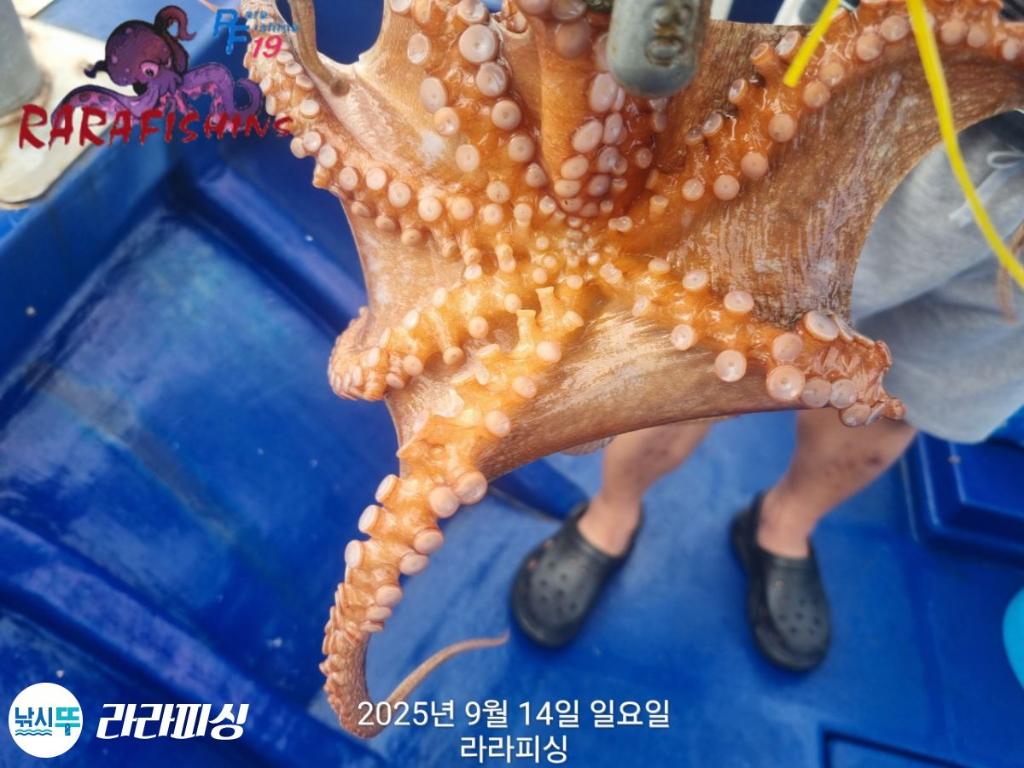 낚시뚜,돌문어,속천항(진해),라라피싱,낚시뚜17