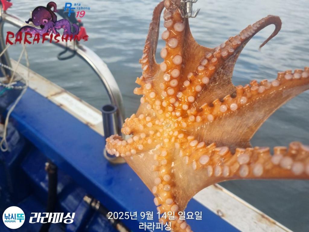 낚시뚜,돌문어,속천항(진해),라라피싱,낚시뚜16