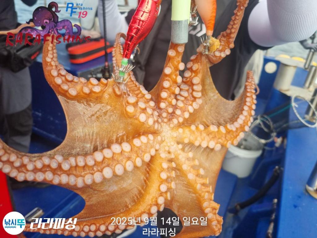 낚시뚜,돌문어,속천항(진해),라라피싱,낚시뚜14
