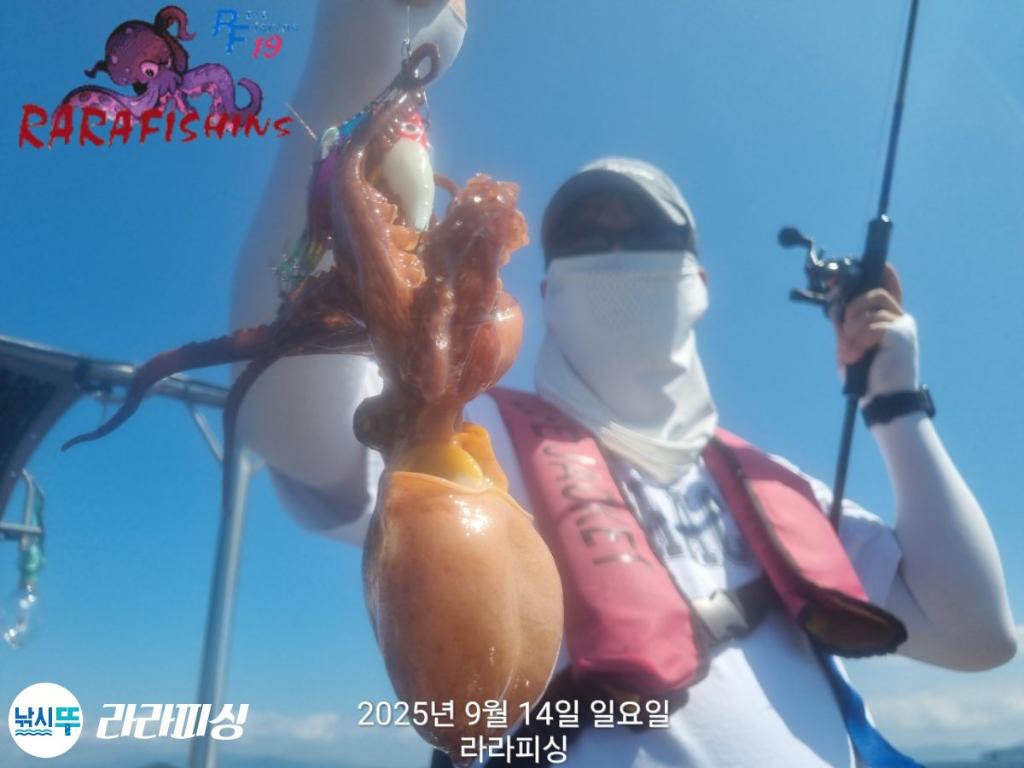 낚시뚜,돌문어,속천항(진해),라라피싱,낚시뚜4