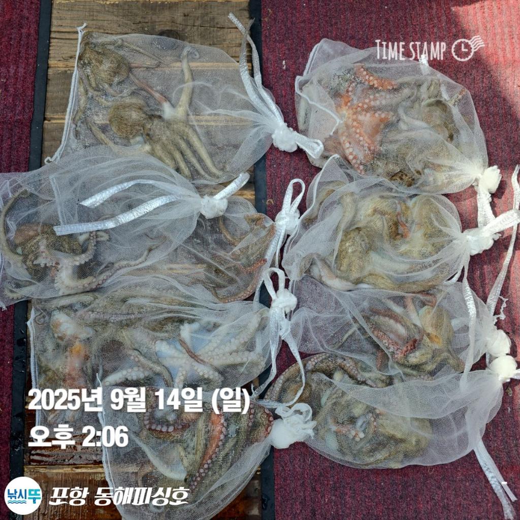 낚시뚜,돌문어,포항(운하관),포항 동해피싱호,낚시뚜20