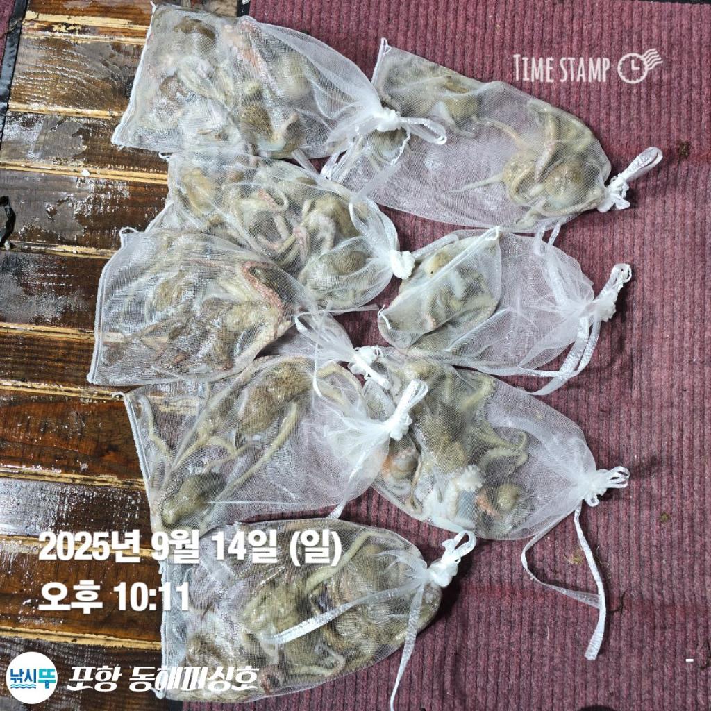 낚시뚜,돌문어,포항(운하관),포항 동해피싱호,낚시뚜12