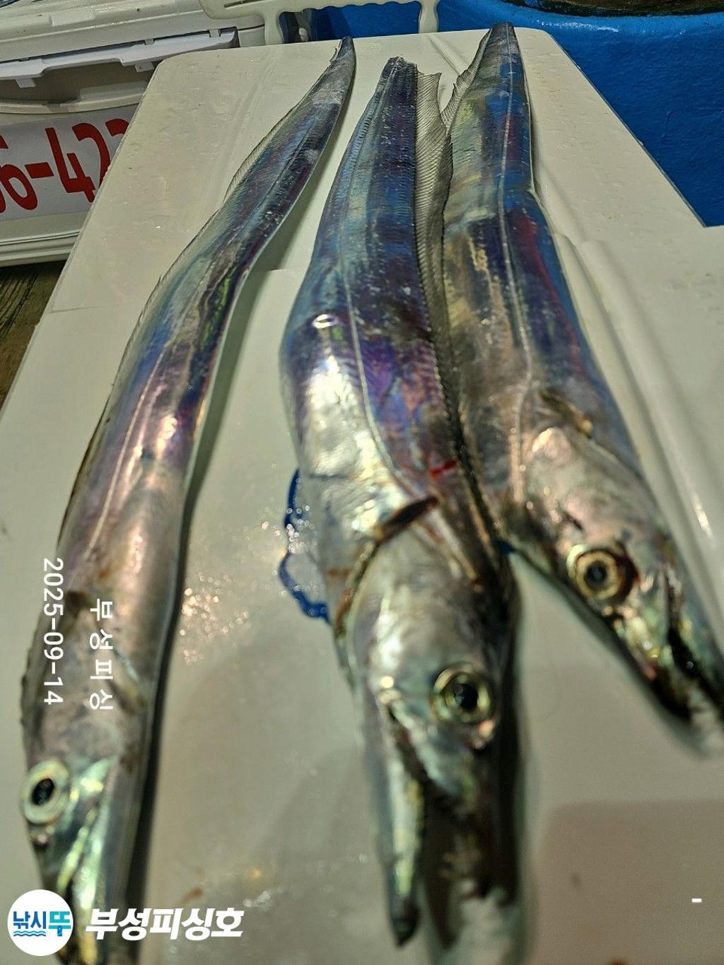 F2777144YY.jpg